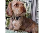 Scottie Basset Hound Young Male