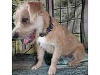 Dixie Cairn Terrier Young Female