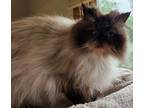GIGI Himalayan Adult Female