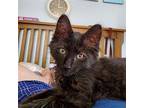 Zelda Domestic Longhair Kitten Female