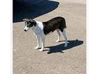 Hannah Rat Terrier Senior Female