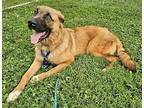 Kobe German Shepherd Dog Young Male