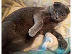 POLLY Scottish Fold Adult Female