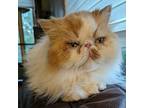 LUCY Persian Adult Female
