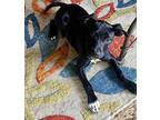 KIRBY Whippet Puppy Female