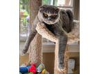 MICKEY Scottish Fold Adult Male