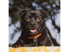 Radar Pug Adult Male