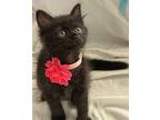 Batgirl Domestic Mediumhair Kitten Female