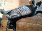 Baby's Kitten #3 Domestic Shorthair Kitten Male