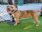Adopt RAE a American Staffordshire Terrier, Mixed Breed