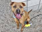 Adopt HAZY a Black Mouth Cur, Boxer