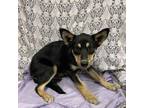 Adopt IZZY a Australian Kelpie, Mixed Breed