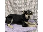 Adopt YANG a Australian Kelpie, Mixed Breed