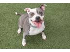 Adopt ANGELINA a Staffordshire Bull Terrier, Bull Terrier