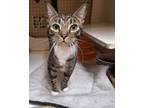 Adopt Jenny Napa petco a American Shorthair, Tabby