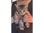 Adopt Cindy Lou CC a American Shorthair, Tabby