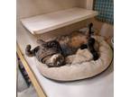 Adopt Jenna Napa Petco a American Shorthair, Tabby