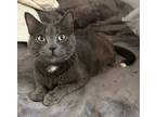 Adopt Sabrina Napa Petco a Russian Blue, American Shorthair