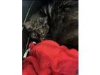 Adopt BROWNIE a Domestic Short Hair