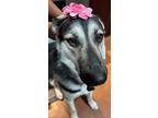 Adopt CALI a German Shepherd Dog