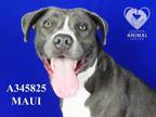 Adopt MAUI a Pit Bull Terrier