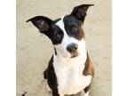 Adopt NAENAE a American Staffordshire Terrier, Border Collie