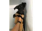 Adopt JAY-WALK a German Shepherd Dog