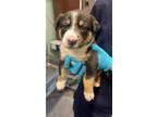 Adopt A689918 a Rottweiler, Mixed Breed