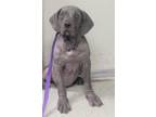 Adopt WILLOW a Cane Corso