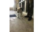 Adopt LOLA a Border Collie