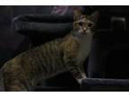 Adopt LADY a Domestic Short Hair