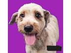 Adopt LUCY a Poodle, Shih Tzu