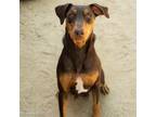 Adopt DENISE a Doberman Pinscher, Mixed Breed