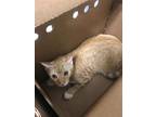 Adopt ESTRELLA a Domestic Short Hair