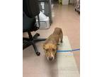 Adopt DIANA a Pit Bull Terrier, Labrador Retriever