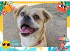 Adopt LILY a Pug, Mixed Breed