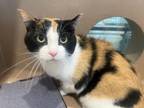 Adopt LANA a American Shorthair