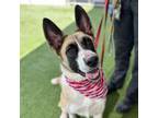 Adopt LACE a German Shepherd Dog, Mixed Breed