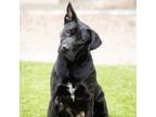 Adopt LUNA a Pit Bull Terrier, Labrador Retriever