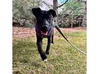 Adopt Orchid a Labrador Retriever, Mixed Breed
