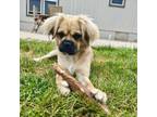 Adopt Abigayle a Pug, Cocker Spaniel