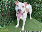 Adopt MELLY a Pit Bull Terrier