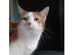 Adopt URGENT Angel, Goober and Sparky a American Shorthair