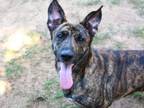 Adopt SAGE a Dutch Shepherd