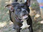 Adopt CHANEL a American Staffordshire Terrier, Mixed Breed