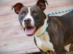 Adopt CHICKEN a American Staffordshire Terrier, Mixed Breed