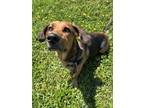 Adopt ROYAL a Basset Hound, Mixed Breed