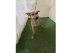 Adopt A1195796 a Black Mouth Cur