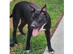 Adopt BACON a Pit Bull Terrier, Mixed Breed