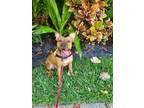 Adopt STARLA a Pit Bull Terrier